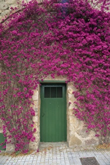 Cataluna Prints: Bougainvillea glabra around a green wooden door on