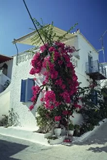 Shrub Collection: Bougainvillea on a white house on the island of Spetse