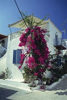 Shrub Prints: Bougainvillea on a white house on the island of Spetse