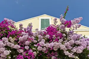 Shutter Prints: Bougainvillea and yellow building with green shutters against blue sky