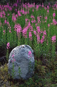 Fireweed Prints: Boulder and common fireweed (Epilobium angustifolium)