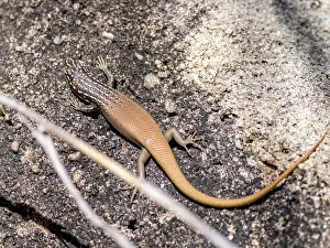 Lizard Prints: Boulder mabuya Trachylepis vato seen on a rock in Isalo National Park during daytime in Madagascar