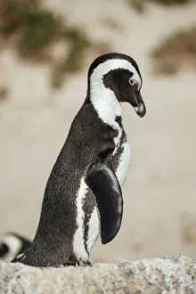 Boulders Beach African Penguin Colony, Boulders Beach, Cape Town, Western Cape, South Africa, Africa