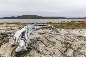 Nunavut Prints: Bowhead whale skull (Balaena mysticetus) at the abandoned Kekerten Island whaling station