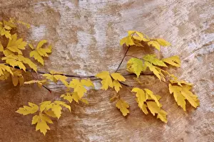 Box elder (boxelder maple) (maple ash) (Acer negundo) branch with yellow leaves in the fall, Capitol Reef National Park, Utah, United States of America, North America