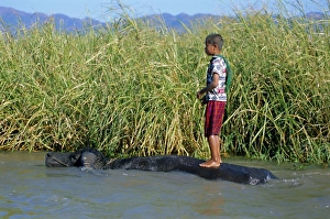Balancing Prints: Boy and buffalo, Inle Lake, Shan State, Myanmar (Burma), Asia