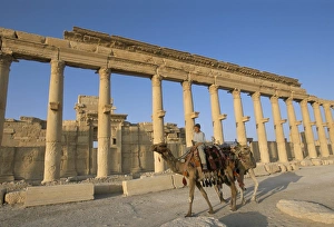 Palmyra Prints: Boy on camel in front of the great colonnade