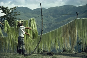One Boy Only Prints: A boy hanging sisal out to dry on the road to Quindio in Colombia, South America