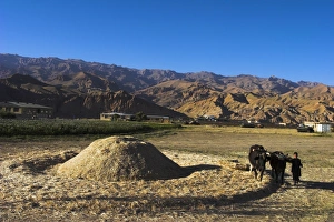 Oxen Prints: Boy threshing with oxen, Bamiyan Province, Afghanistan, Asia