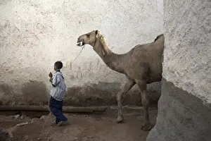 Harar Prints: A boy walks his camel through one of the 368 alleyways contained within the city of Harar