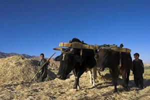 Co Operation Prints: Boys threshing with oxen, Bamiyan, Bamiyan Province, Afghanistan, Asia