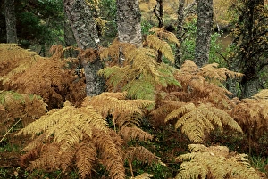 Fern Prints: Bracken and birch trees in autumn