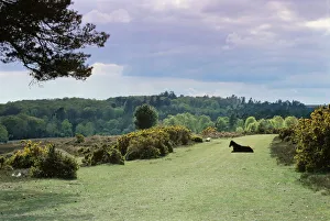 Hampshire Prints: Bradley View, New Forest, Hampshire, England, United Kingdom, Europe