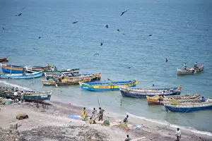 Wooden Boat Prints: Brahmin kites soar over the boats as the mornings catch of fish is unloaded