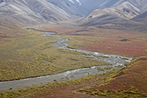 Images Dated 31st August 2009: Braided river in the fall, Denali National Park and Preserve, Alaska, United States of America