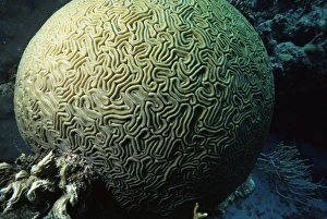 Cozumel Prints: Brain coral