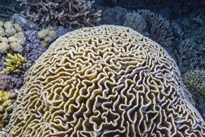 Brain coral at night on Sebayur Island, Komodo Island National Park, Indonesia, Southeast Asia, Asia
