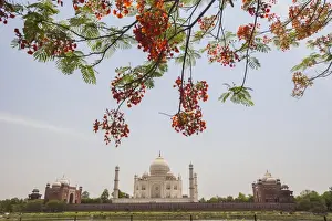 Mughal Prints: Branches of a flowering tree with red flowers frame the Taj Mahal symbol of Islam in India