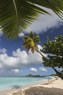 Frond Prints: The branches of the palm trees create shade on the beach of Valley Church located