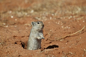 Rearing Up Prints: Brants whistling rat (Parotomys brantsii), Kgalagadi Transfrontier Park, South Africa