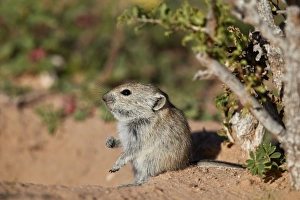 Brants whistling rat (Parotomys brantsii), Kgalagadi Transfrontier Park, South Africa