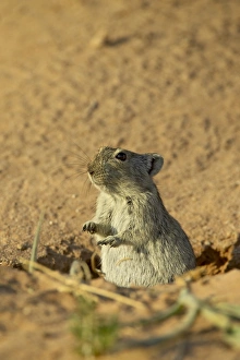 Images Dated 25th February 2007: Brants whistling rat (Parotomys brantsii), Kgalagadi Transfrontier Park