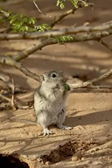 Brants whistling rat (Parotomys brantsii) eating, Kgalagadi Transfrontier Park
