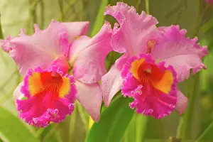 Sri Lanka Prints: Brassolaeliocattleya pink diamond orchid in the Orchid House at Royal Botanic Gardens