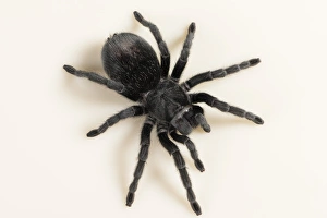 Brazilian Prints: Brazilian Black Tarantula (Theraphosidae), captive, Brazil, South America