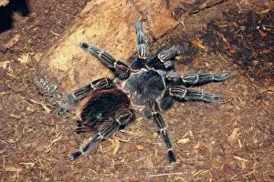 Brazil Prints: Brazilian salmon pink bird-eating tarantula (Lasiodora parahybana) originating from northeastern Brazil