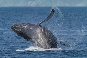 Large Prints: Breaching adult humpback whale in Baja California Sur waters displays powerful movement with splash
