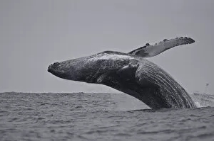 Ecuador Gallery: Breaching humpback whale (Megaptera novaeangliae), Ecuador, South America