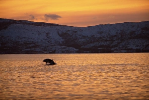 Breaching killer whale (Orcinus Orca)