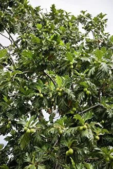 Leaf Prints: Breadfruit (Artocarpus altilis) tree