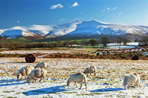 Sheep Collection: Brecon Beacons National Park, Wales, United Kingdom, Europe