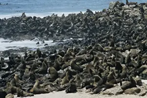 Colonies Prints: Breeding colony of Cape fur seals (Arctocephalus pusillus)