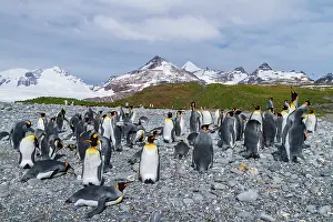 Georgia Prints: Breeding colony of king penguins in South Georgia during nesting season near the mountains