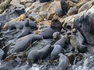 Viewing Prints: Breeding colony of South American sea lions during the daytime on the rocky shores of Palomino Islands in Peru