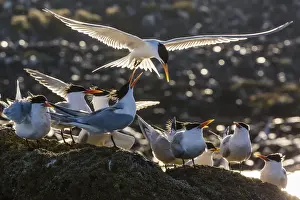 Landing Prints: Breeding elegant terns (Thalasseus elegans) return to colony on Isla Rasa
