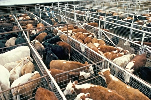 Ranch Prints: Breeding grazing feed lot