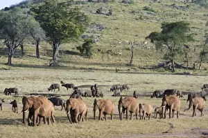Tsavo Prints: A breeding herd of African elephants (Loxodonta africana) walking on a plain to reach a waterhole
