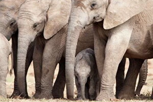 Addo Elephant National Park Gallery: Breeding herd of elephant (Loxodonta africana), Addo Elephant National Park