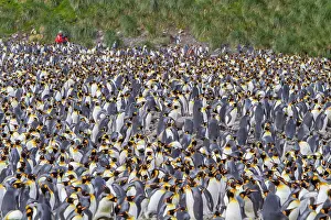 Salisbury Prints: Breeding and nesting colony of king penguins at Salisbury Plains in South Georgia during the breeding season