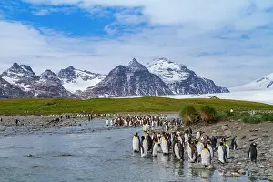 Salisbury Prints: Breeding and nesting colony of king penguins at Salisbury Plains in South Georgia during the summer season