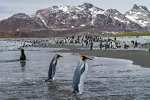 Salisbury Prints: Breeding and nesting king penguins in a colony at Salisbury Plains in South Georgia