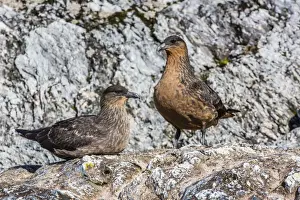 Animal Relationship Prints: Breeding pair of Chilean skuas (Stercorarius chilensis)