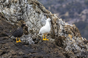 Geese Prints: Breeding pair of kelp geese (Chloephaga hybrida)