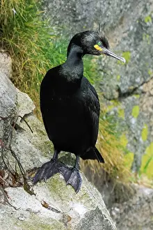 Sea Cliffs Prints: A breeding Shag (Gulosus aristotelis) by its nest on cliffs at Braes peninsula