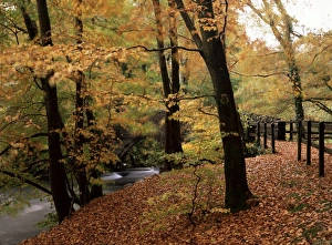 Leave Prints: Breezy autumn day by the River Brathay footbridge, Skelwith Bridge, Cumbria