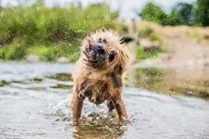 A briard dog, wading in water, England, United Kingdom, Europe